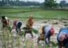 Vietnam’s Largest Rice Importer Set to Resume Purchases