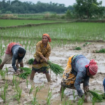 Vietnam’s Largest Rice Importer Set to Resume Purchases