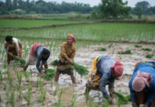 Vietnam’s Largest Rice Importer Set to Resume Purchases