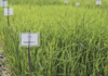 India’s Groundbreaking Invention Shakes the Food Industry: Genetically Modified Rice Variety Boosts Yield by 30%, Adding 4.5 Million Tons to Production