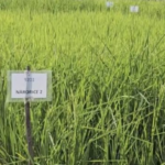 India’s Groundbreaking Invention Shakes the Food Industry: Genetically Modified Rice Variety Boosts Yield by 30%, Adding 4.5 Million Tons to Production