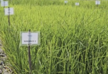 India’s Groundbreaking Invention Shakes the Food Industry: Genetically Modified Rice Variety Boosts Yield by 30%, Adding 4.5 Million Tons to Production