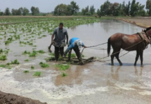 U.S. Imposes New Tariffs on Iran, Asian Rice Exporter Braces for Impact as Government Assures ‘Situation Under Control’