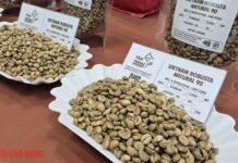 Today’s Coffee Prices (Jan 16): Robusta Surges Past $4,000/Ton in 4 Consecutive Sessions