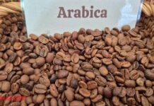 Today’s Coffee Prices (10-1): Arabica Plunges