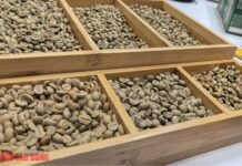 Today’s Coffee Prices (Jan 15): Robusta Floods the Market