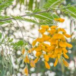 Mekong Delta Delicacy: From Wild Pond Weed to “Heaven’s Gift,” Fetching Over $8.70/kg and Still in High Demand