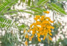 Mekong Delta Delicacy: From Wild Pond Weed to “Heaven’s Gift,” Fetching Over $8.70/kg and Still in High Demand