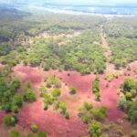 Billion-Dollar Dak Doa Golf Course: 155+ Hectares of 50-Year-Old Pine Forest Transferred from FLC to Subsidiary