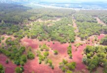 Billion-Dollar Dak Doa Golf Course: 155+ Hectares of 50-Year-Old Pine Forest Transferred from FLC to Subsidiary