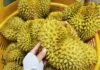 Will Durian Exports to China Surpass Thailand by 2026?