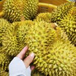 Will Durian Exports to China Surpass Thailand by 2026?