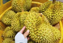 Will Durian Exports to China Surpass Thailand by 2026?