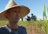 Vietnamese Rice Variety Creates a Stir in Cuba: Achieving Agricultural Miracles Beyond Cuban Farmers’ Imagination