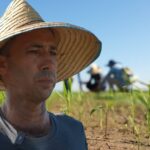 Vietnamese Rice Variety Creates a Stir in Cuba: Achieving Agricultural Miracles Beyond Cuban Farmers’ Imagination