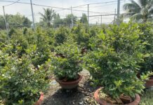 Latest Developments in the 2026 Tet Mai Flower Market