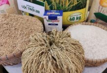 Lộc Trời Rice Appoints New CEO