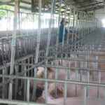 Today’s Live Pig Prices, December 31: Unexpected Downward Shift