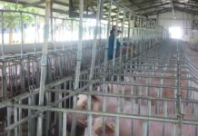 Today’s Live Pig Prices, December 31: Unexpected Downward Shift
