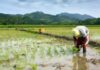 Vietnam Welcomes Positive News from the World’s Largest Rice Importer