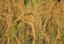 China’s Revolutionary Invention Shakes Agriculture: Super Hybrid Rice Yields 4x More with Lower Costs