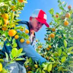 Quất Farmers in Vietnam’s Capital Anticipate Bumper Tet Harvest as Traders Rush to Secure Deals