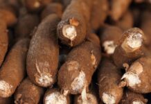 Vietnam’s “White Gold” Underground Treasure: A Billion-Dollar Export in Global Top 3 Faces Challenges