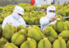 Pioneering Durian Traceability Pilot Launches in 2026