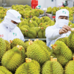 Pioneering Durian Traceability Pilot Launches in 2026