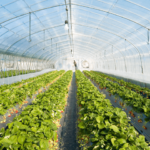 The Green Food Paradox: When Greenhouse-Grown Produce Emits More Than Imported Goods