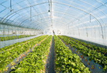 The Green Food Paradox: When Greenhouse-Grown Produce Emits More Than Imported Goods