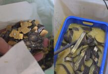 Boy Strikes Gold: Turns Discarded Item into Over 5 Taels of Wealth