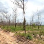 Gia Lai Reclaims Underperforming Rubber Land for Economic Development