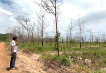 Gia Lai Reclaims Underperforming Rubber Land for Economic Development